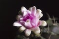 Pink Cactus Flower closeup Royalty Free Stock Photo