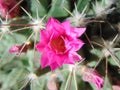 Pink cactus flower in the garden, close-up. Royalty Free Stock Photo