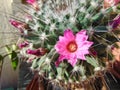 Pink cactus flower in the garden, close-up. Royalty Free Stock Photo