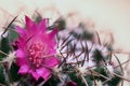 Pink Cactus Flower Macro close up Royalty Free Stock Photo