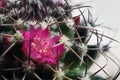 Pink Cactus Flower Macro close up Royalty Free Stock Photo