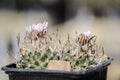 pink cactus Flower , Turbinicarpus schmiedickeanus against blurry silky background. Royalty Free Stock Photo