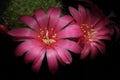 Pink cactus flowers