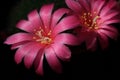 Pink cactus flowers