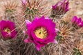 Pink cactus flowers. Royalty Free Stock Photo