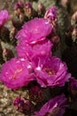 Pink cactus flowers bloom in desert landscape Sierra Nevada mountains California Royalty Free Stock Photo