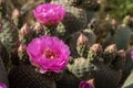 Pink cactus flowers bloom in desert landscape Sierra Nevada mountains California Royalty Free Stock Photo