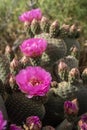 Pink cactus flowers bloom in desert landscape Sierra Nevada mountains California Royalty Free Stock Photo