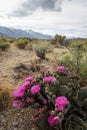 Pink cactus flowers bloom in desert landscape Sierra Nevada mountains California Royalty Free Stock Photo