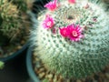 Pink Cactus Flowers Blooming around The Tree Royalty Free Stock Photo