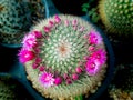 Pink Cactus Flowers Blooming around The Tree Royalty Free Stock Photo