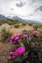 Pink cactus flowers bloom in desert landscape Sierra Nevada mountains California Royalty Free Stock Photo