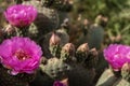 Pink cactus flowers bloom in desert landscape Sierra Nevada mountains California Royalty Free Stock Photo