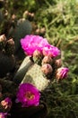 Pink cactus flowers bloom in desert landscape Sierra Nevada mountains California Royalty Free Stock Photo