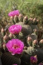 Pink cactus flowers bloom in desert landscape Sierra Nevada mountains California Royalty Free Stock Photo