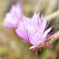 Pink cactus flowers