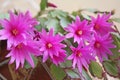 Pink Cactus Flowers Royalty Free Stock Photo