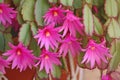 Pink Cactus Flowers Royalty Free Stock Photo