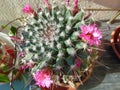 Pink cactus flower in the garden, close-up. Royalty Free Stock Photo