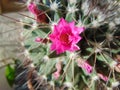 Pink cactus flower in the garden, close-up. Royalty Free Stock Photo