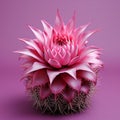 a pink cactus plant on a purple background