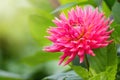 Pink cactus type dahlia flower in summer garden. Royalty Free Stock Photo