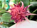 Pink cactus type dahlia flower in summer garden. Royalty Free Stock Photo