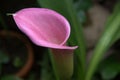 Pink cala lilly Royalty Free Stock Photo