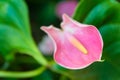 Pink Cala lily Royalty Free Stock Photo