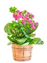 Pink Calandiva flowers in a brown vase, Kalanchoe, family Crassulaceae, close up, white background Royalty Free Stock Photo