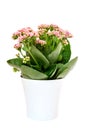 Pink Calandiva flowers or Kalanchoe in pot on white background Royalty Free Stock Photo