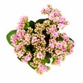 Pink Calandiva flowers or Kalanchoe, view from above