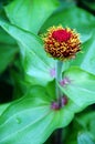 Pink Calendula Flower Bud