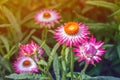 Pink calendula flower