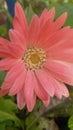 Pink Calendula color flower close up view