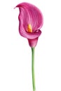 Pink Calla flower watercolor botanical illustration on isolated white background Royalty Free Stock Photo