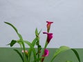 Pink calla lilies in bloom. Royalty Free Stock Photo