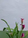 Pink calla lilies in bloom. Royalty Free Stock Photo