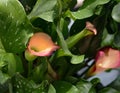 Pink Calla Lilies in Bloom Royalty Free Stock Photo