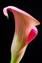 Pink Calla lilly Royalty Free Stock Photo