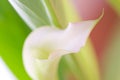 Pink Calla Lilly