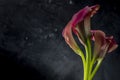 Pink calla lilly flowers on black background Royalty Free Stock Photo