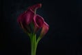 Pink calla lilly flowers on black background Royalty Free Stock Photo