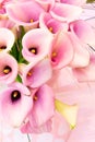 Pink calla lilly Royalty Free Stock Photo