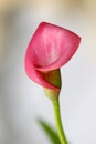 Pink calla lily Royalty Free Stock Photo