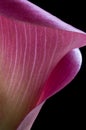 Pink calla lily
