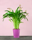 Pink calla lily in flower pot Royalty Free Stock Photo