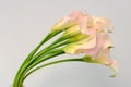 Pink calla lily flower on a white isolated background Royalty Free Stock Photo