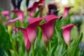 Pink calla lily flowers