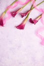 Pink Calla Lily on a marble background Royalty Free Stock Photo